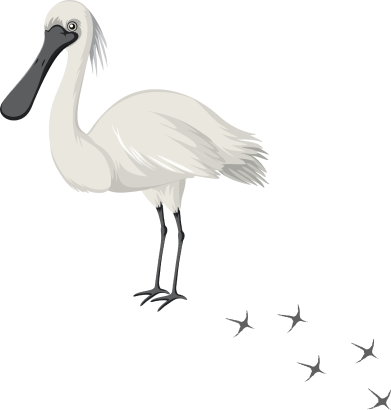 bird